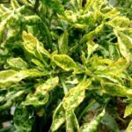 HAMA PADA TANAMAN CABAI Ada beragam permasalahan yang kerap terjadi ...