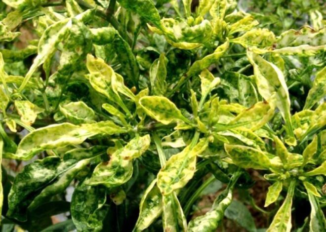 Tips Mengatasi Cat Gagal Keriting, Bintik Jeruk, Atau Meler