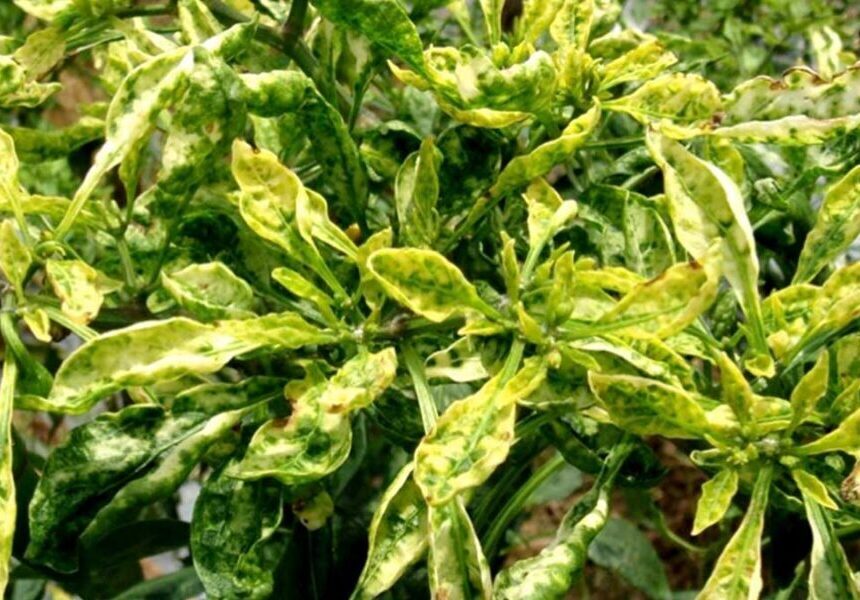 Tips Mengatasi Cat Gagal Keriting, Bintik Jeruk, Atau Meler