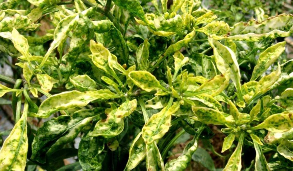 Tips Mengatasi Cat Gagal Keriting, Bintik Jeruk, Atau Meler